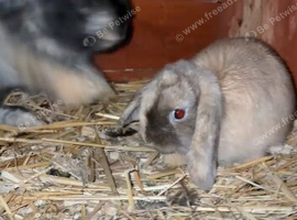 Female mini lop