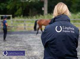 Darting Services for Horses in Lingfield - Lingfield Equine Vets
