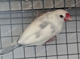 Pair javas