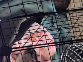 2 male rats 7 months old