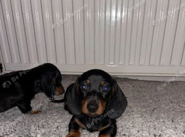 Dachshund puppies