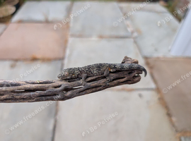 OCELLATED CHAMELEON GECКО - Hard to find
