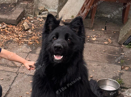 Black German shepherd for Stud showclass