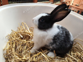 13 week old bunny for sale in Northampton