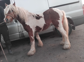 2 year old gelding