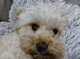 3 year old Cavapoo