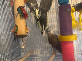 4 x 4 month old cockatiels