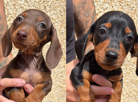 Ready to leave! Last 2 Miniature Dachshunds, purebred.