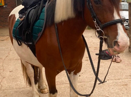 13.2/3 Irish mare for part loan