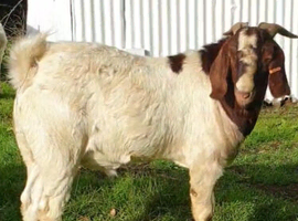 Proven billy goat