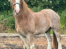 Beautiful Irish cob gelding