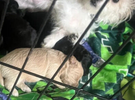 Maltijack/toy poodle