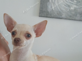 Chihuahua for.sale