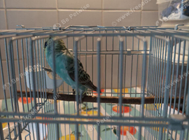 BABY D 1 x pale blue/minty green tones /blue/yellow mix and white/yellow face 7 weeks old looks like a boy