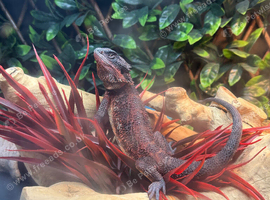 2025 Red Monster Bearded Dragon