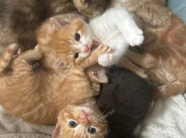 Adorable kittens for sale only 2 left