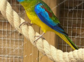 Turquoise parrot