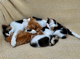 Young mum with 4 kittens 2 ginger and 1 calico 1 white and tabby