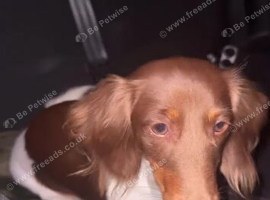 14-MONTH-OLD DACHSHUND BITCH LOOKING FOR&nbsp;A&nbsp;LOVING HOME