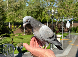 Racing pigeon