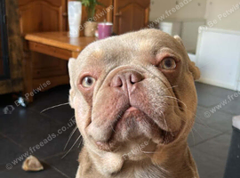 Good home wanted newshade isabella tan kc reg dna tested fab sweet boy