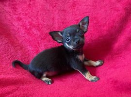 Beautiful Belle Ready Soon