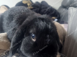 Rabbit for sale
