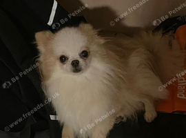 Pomeranian x griffon  girl sale