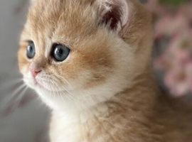 TICA ACTIVE REG Beautiful female golden shaded British shorthair kitten
