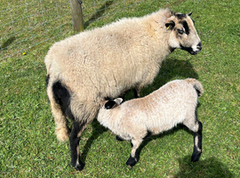 2 year old Torddu badger face ewe with Blue face texel x ram lamb at foot