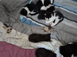 beautifull kiten for sale