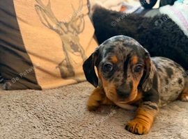 Female dapple dachshund