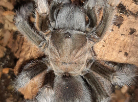 Beautiful Adult female A.Hentzi (Texas brown)