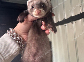 baby ferrets for sale