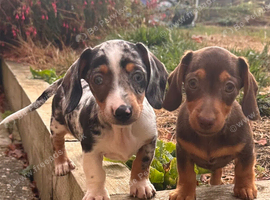 2 sisters available