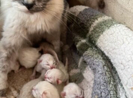 Ragdolls, blue points and Russian blues for rehoming