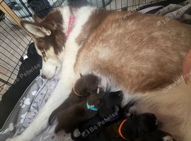 Puppies Siberian husky / full Labrador