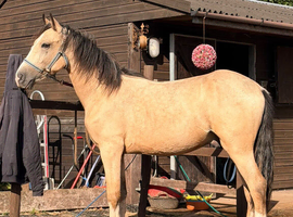 Dun gelding