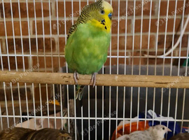 Lovely budgies