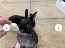 Mini Lop x Netherland Dwarf Bunny   male bunny