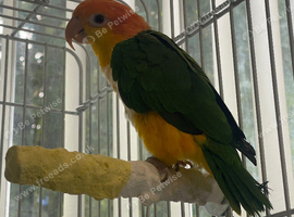 White bellied caique