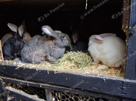 Flemish giant female