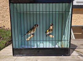 Pair of goldfinches