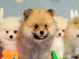 Pomeranian puppies KC registered for sale