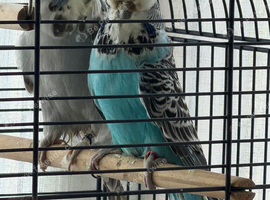 Exibition budgies bonded pair adult