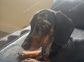 5 month old puppy