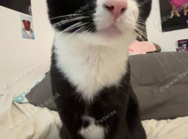 Milo - Tuxedo cat