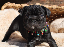 Beautiful frenchie pups