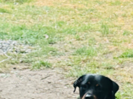 Rottweiler rehome