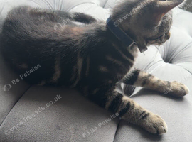 Maicon x bengal